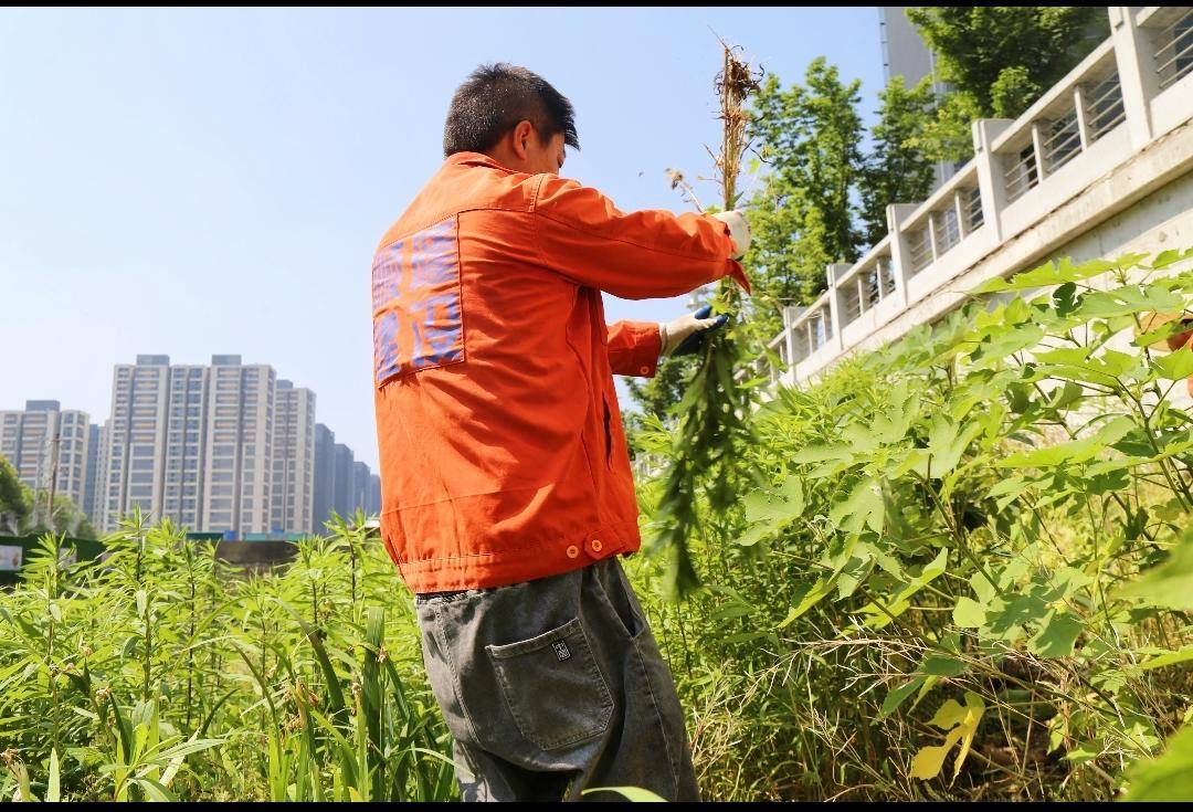 围剿“一枝黄花” 筑牢安全生态屏障