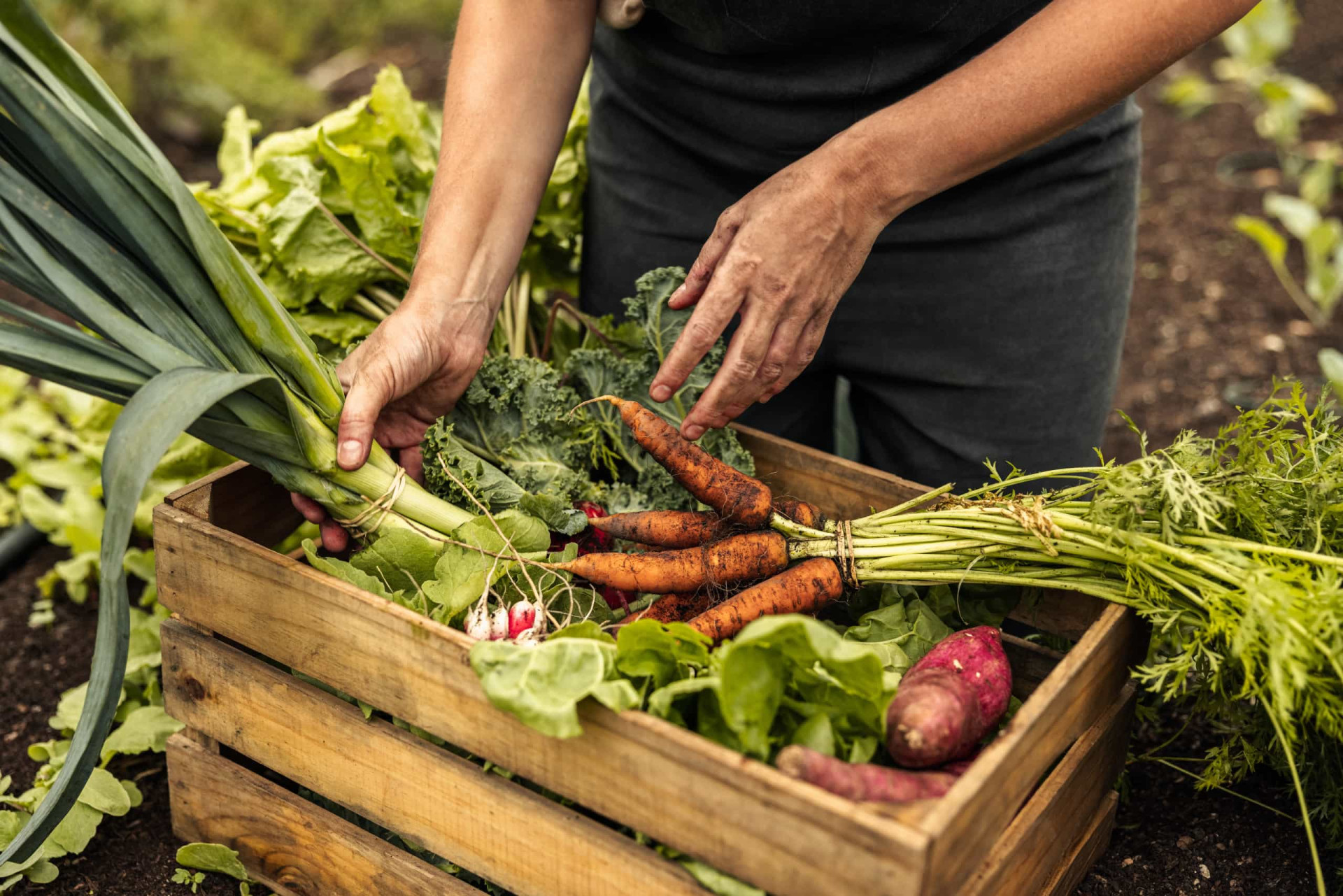 Effective solutions to end world hunger