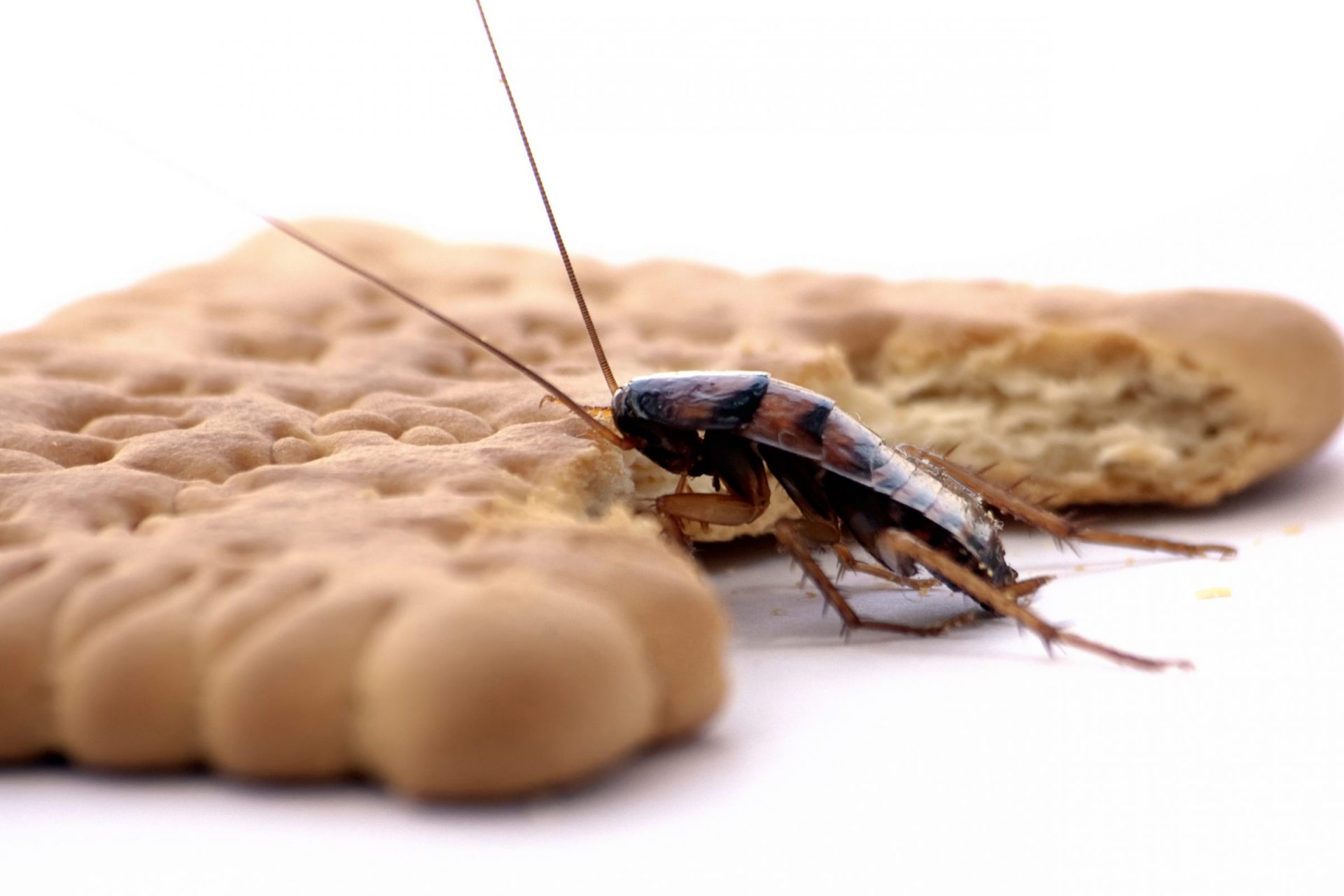 Humans are responsible for creating cockroaches as we know them today