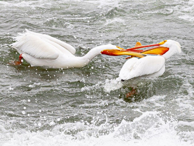 Letters: Protect Saskatoon's pelicans and fine those fishing at weir