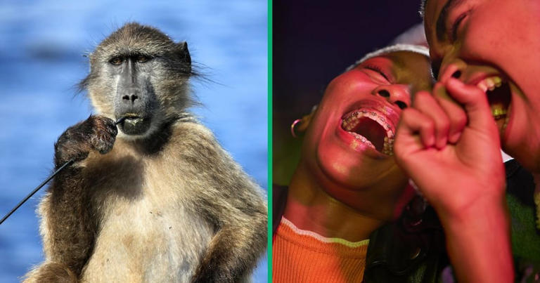 Baboon sighting in Ekurhuleni turns into a string of election jokes