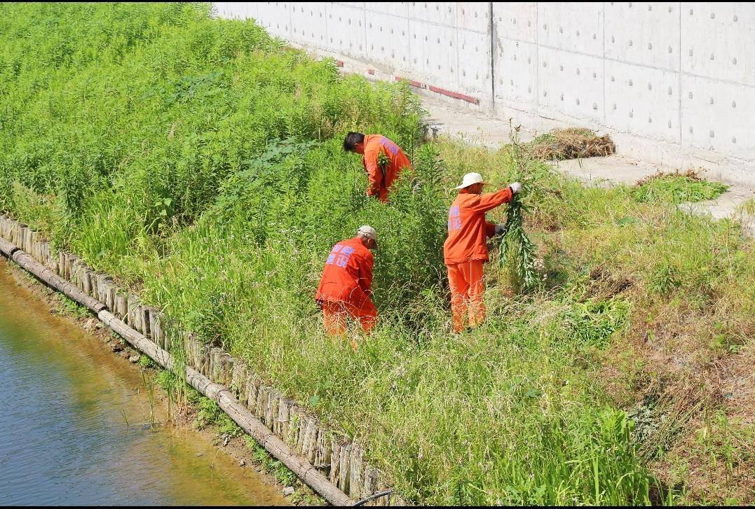 围剿“一枝黄花” 筑牢安全生态屏障