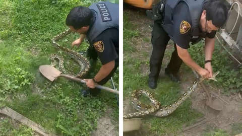 Officer catches massive python in Louisiana