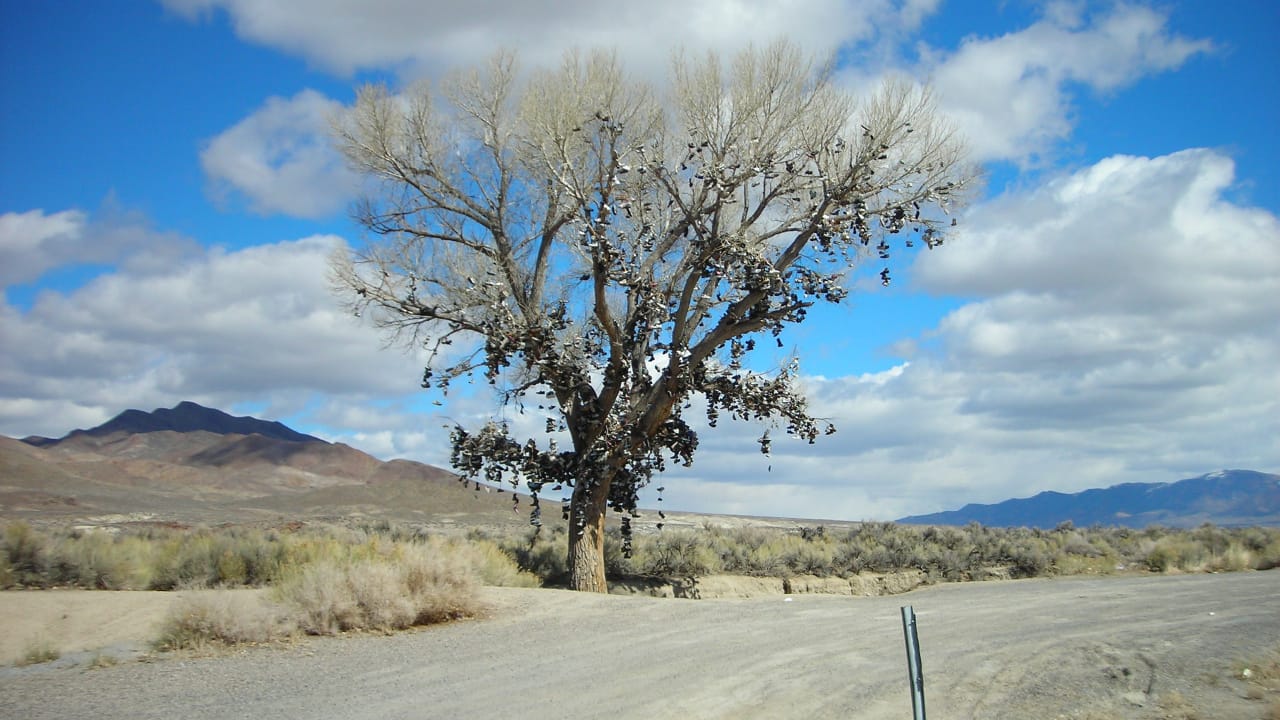 <p>Along U.S. Highway 50, you’ll find the Shoe Tree of Middlegate. The tree is hard to miss—located on barren desert land, it’s covered in shoes hanging by their laces and has a good story. </p><p><a href="https://travelnevada.com/weird-nevada/the-shoe-tree-of-middlegate/" rel="noopener">According to folklore</a>, a newlywed couple was driving home from their wedding and got into a fight. The wife got out of the car, threatening to walk home. The husband told her she’d have to go barefoot if she did. He threw her shoes up into the tree, where they got stuck, and that’s how the tradition began.</p>