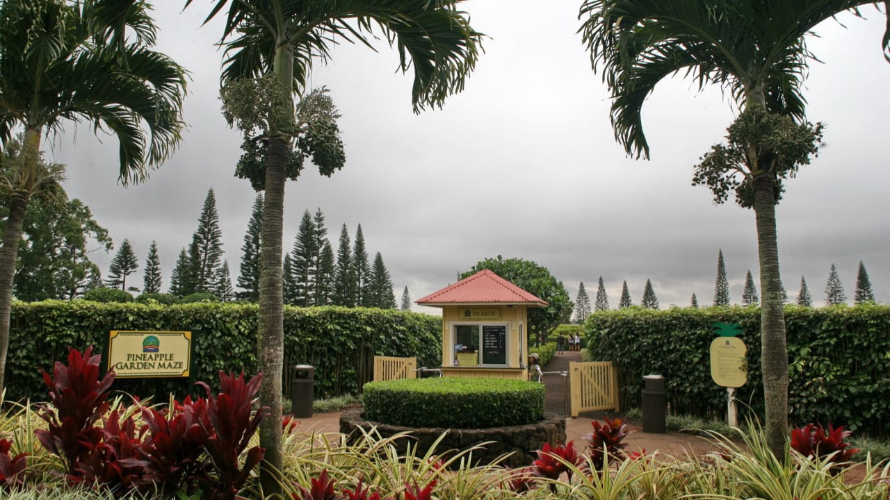 <p>You may have been in a garden maze, but this is the first time you’ve seen one like this. The Pineapple Garden Maze <a href="https://www.doleplantation.com/worlds-largest-maze/" rel="noopener">is located along</a> the Kamehameha Highway and was named the world’s most giant maze.  </p><p>It spans over three acres, and while walking through it, you’ll find beautiful Hawaiian plants, along with informational stops. In the center, you’ll see the giant iconic pineapple. </p>