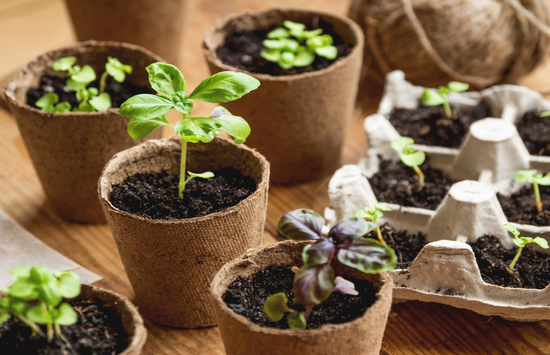 Beginners guide to growing your own fruit and veg