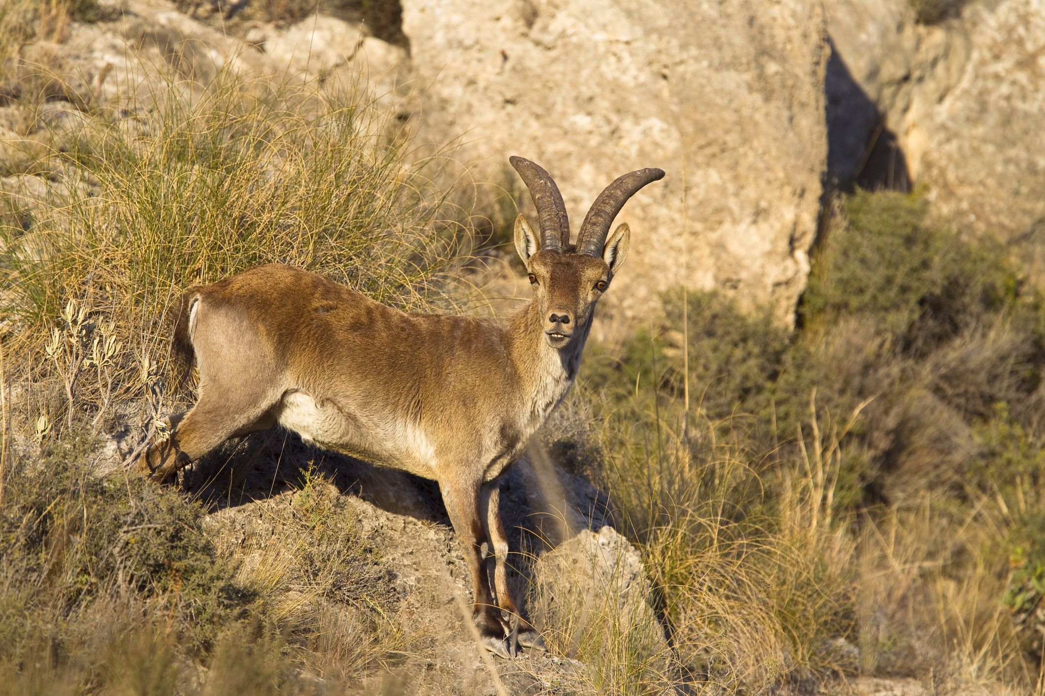 <p>This mountain goat was <a href="https://www.extinctanimals.org/pyrenean-ibex.htm">officially declared extinct</a> in 2000 after Celia, the last wild member of the species, died after a tree branch fell on her. Overhunting, inbreeding, and competition with domestic livestock for food is believed to have led to its demise. Efforts to <a href="https://news.cals.wisc.edu/2021/10/07/the-race-to-the-animal-vault-cals-researchers-look-for-ways-to-store-genetic-samples-and-use-cloning-to-revitalize-endangered-and-possibly-extinct-species/">clone the species in 2009</a> (scientists managed to biopsy Celia's skin before she died) resulted in the birth of a clone that lived for only a few minutes. </p>
