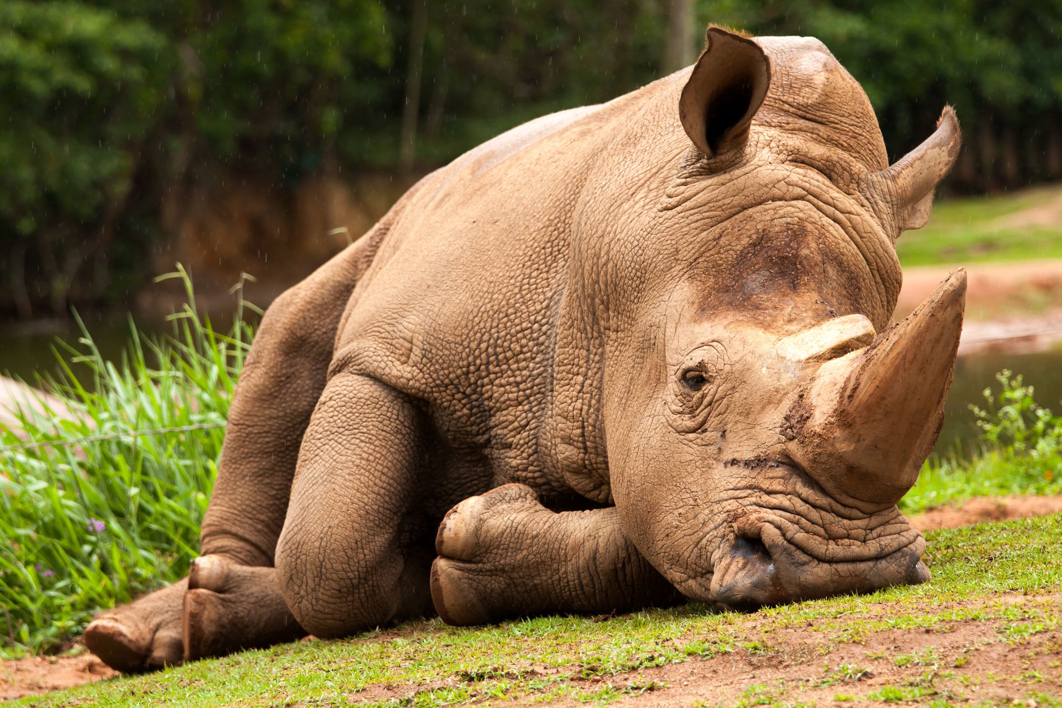 <p>The Northern White Rhino was <a href="https://www.bbc.com/future/article/20240124-the-photo-of-sudan-the-last-male-northern-white-rhino">officially declared extinct</a> in 2018 with the death of Sudan, the last male of the species that died at the age of 45. Intense hunting and <a href="https://www.worldwildlife.org/species/white-rhino">poaching for their horns</a> decimated their population and drove them to the brink of extinction. Despite conservation efforts, habitat loss and illegal hunting proved insurmountable obstacles, and their numbers were unable to ever bounce back. </p>