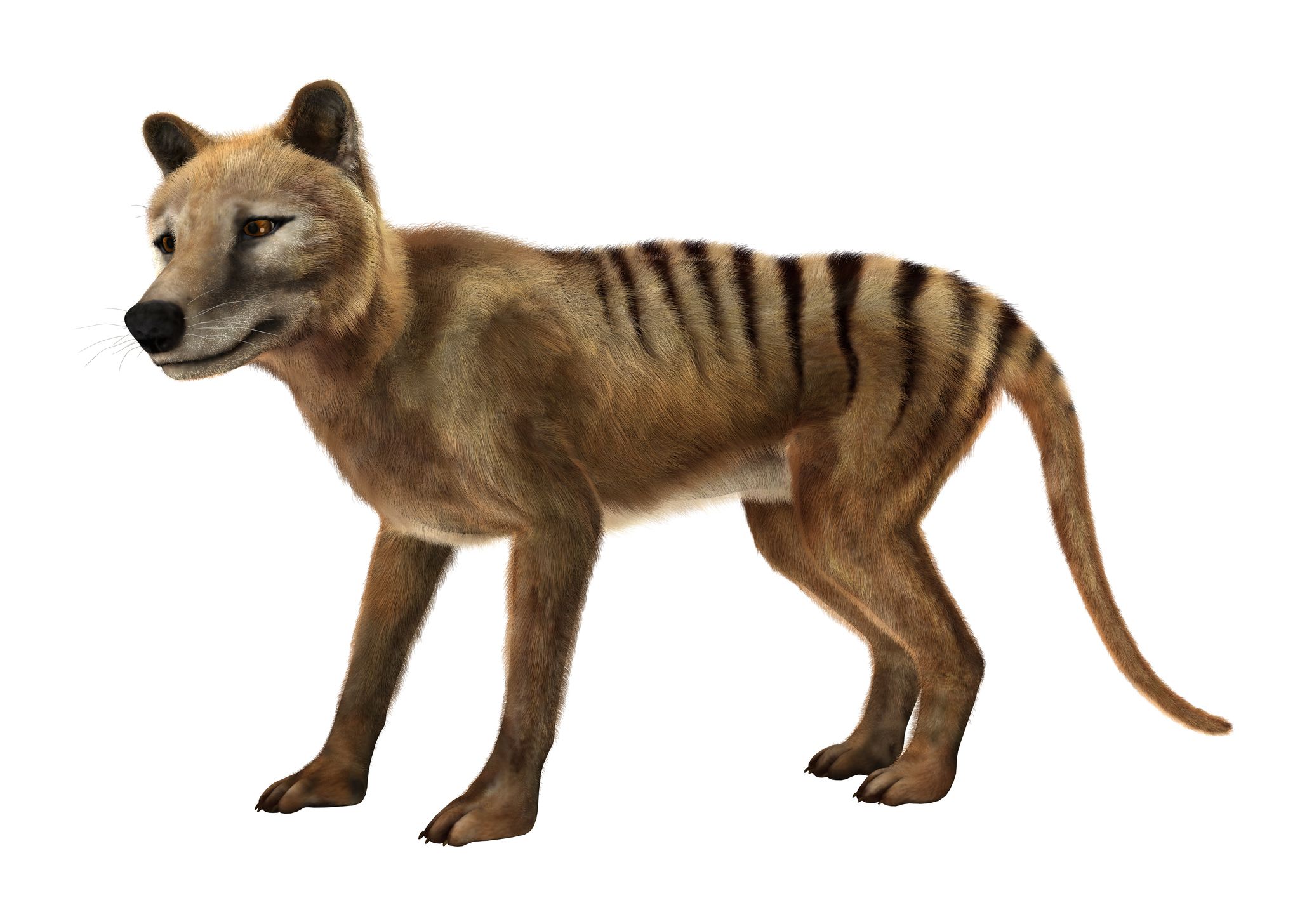 <p>Also known as the thylacine, the Tasmanian Tiger, was <a href="https://www.nma.gov.au/defining-moments/resources/extinction-of-thylacine">declared extinct in 1936</a>. Intensive hunting, which were sometimes <a href="https://digital-classroom.nma.gov.au/defining-moments/extinction-thylacine">encouraged by bounties</a>, are thought to have decimated their population in their native Australia. Habitat destruction and competition with introduced species like dogs and wolves further contributed to their decline. The extinction of this majestic animal serves as an example of the devastating impact of human actions on native species.</p>