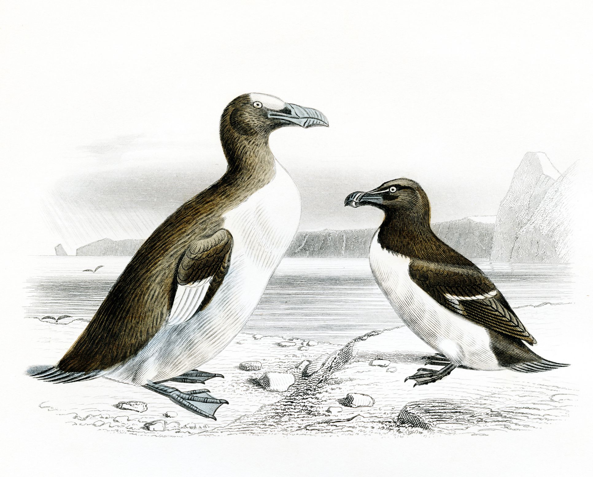 <p>The Great Auk, a flightless bird, was hunted to <a href="https://education.nationalgeographic.org/resource/great-auks-become-extinct/">total extinction by 1844</a>. Over-hunted for their feathers, meat, and oil, their <a href="https://johnjames.audubon.org/extinction-great-auk">population plummeted</a> for decades and were never given a chance to recover. The destruction of their breeding colonies and habitat also played a significant role in their demise. The extinction of the Great Auk is a tragic reminder of how overexploitation can wipe out entire species.</p>