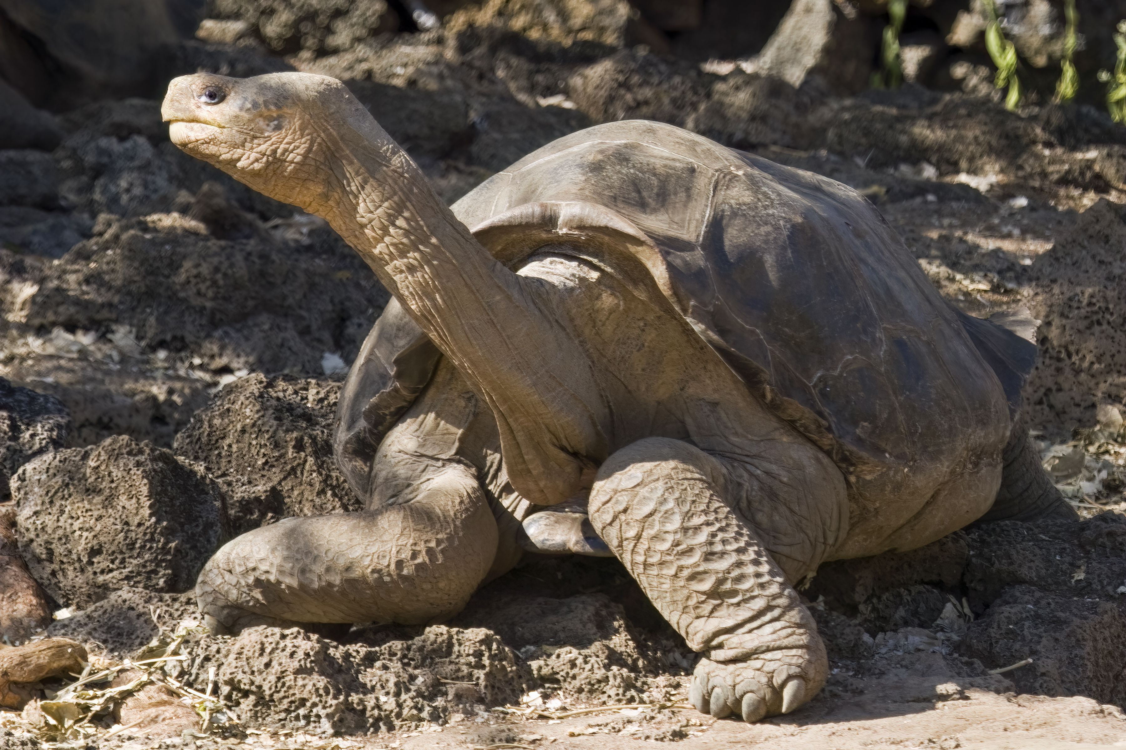 <p>Native to the island of Pinta in the northern Galapagos Archipelago, the last known individual of this species, <a href="https://www.galapagos.org/about_galapagos/lonesome-george/">Lonesome George</a>, died in 2012. Over-harvesting by sailors and the introduction of non-native species is thought to have <a href="https://www.galapagos.org/about_galapagos/the-islands/pinta-island/">decimated their population</a>. Invasive species like goats also destroyed their natural habitat by scavenging on vegetation and leaving little food behind for these giant tortoises. </p>