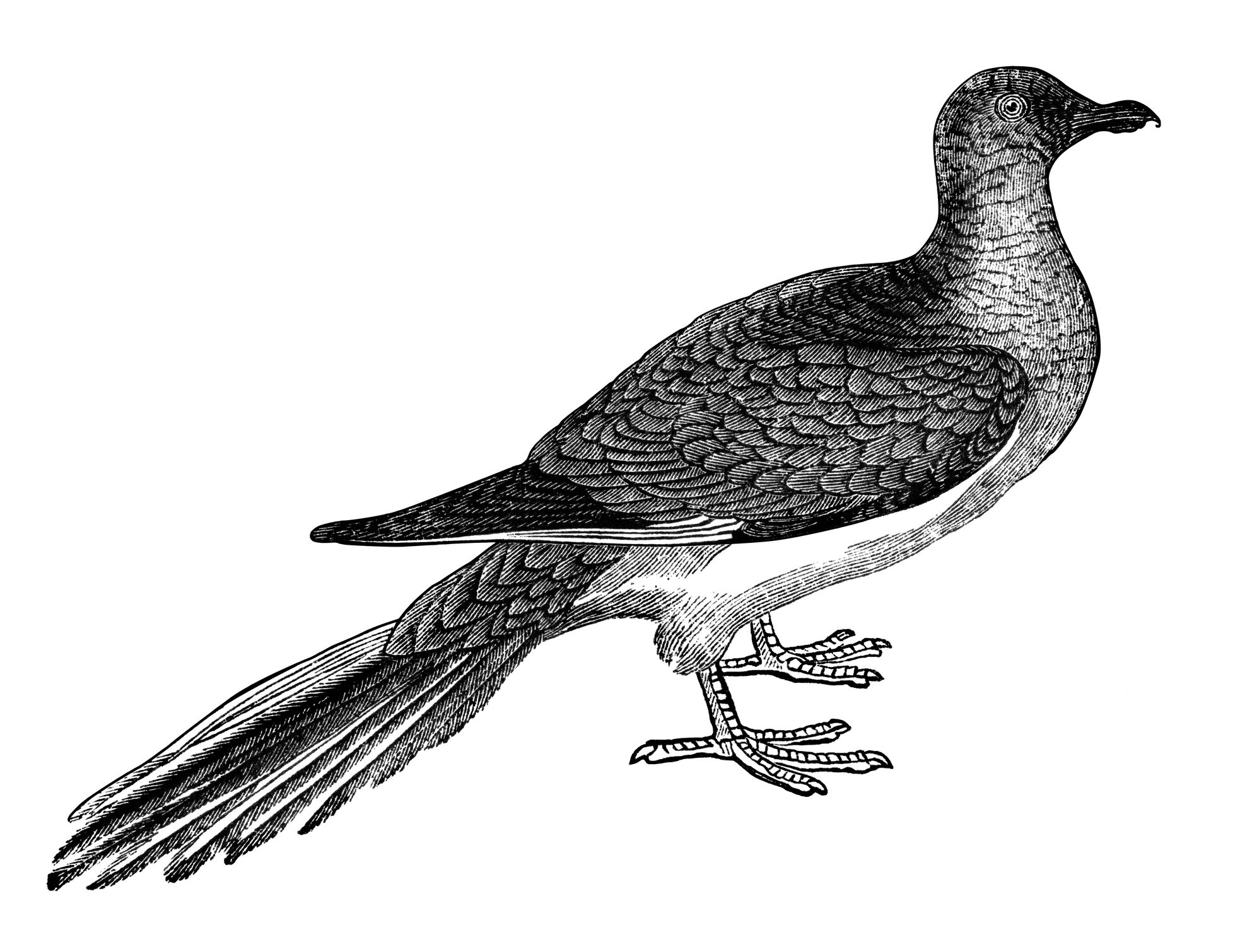 <p>Once <a href="https://johnjames.audubon.org/conservation/billions-none-extinction-passenger-pigeon">numbering in the billions</a>, the Passenger Pigeon was driven to near extinction in the 20th century due to overhunting and habitat destruction. Their large-scale slaughter for meat and feathers, combined with deforestation, led to their rapid decline. After Martha, the last known member of the species <a href="https://www.audubon.org/magazine/may-june-2014/why-passenger-pigeon-went-extinct">died in captivity in 1914</a>, the species was declared officially extinct.</p>