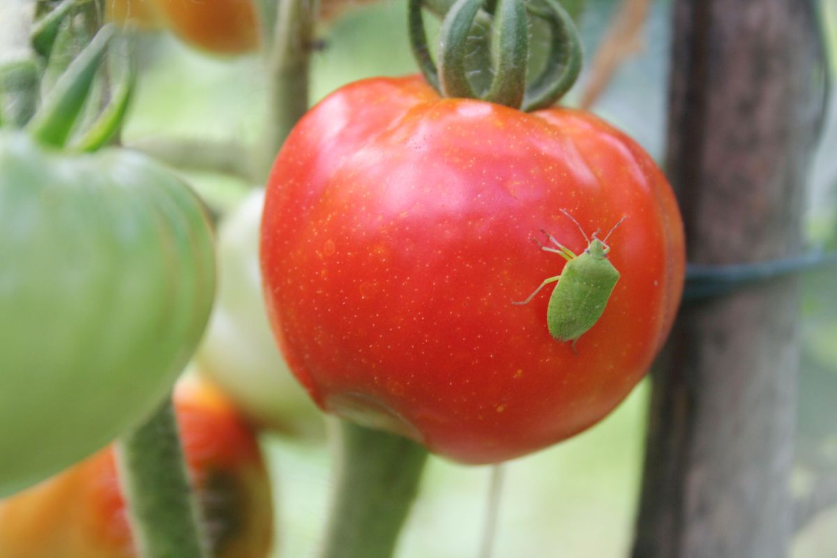 7 Tomato Plant Pests and How to Get Rid of Them