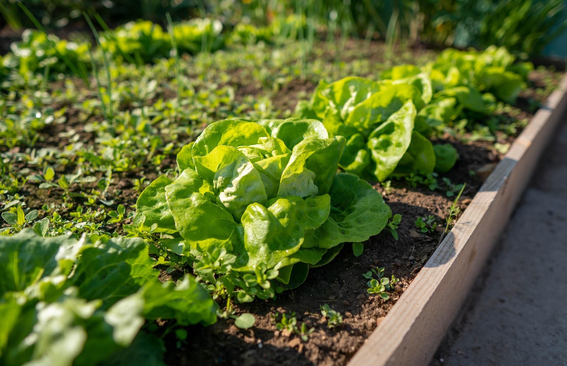 30 expert tips to grow your own food successfully