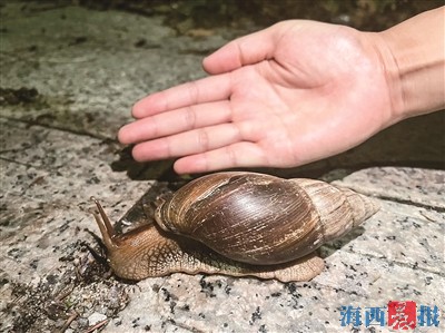 雨后大蜗牛出没 千万别碰也别吃