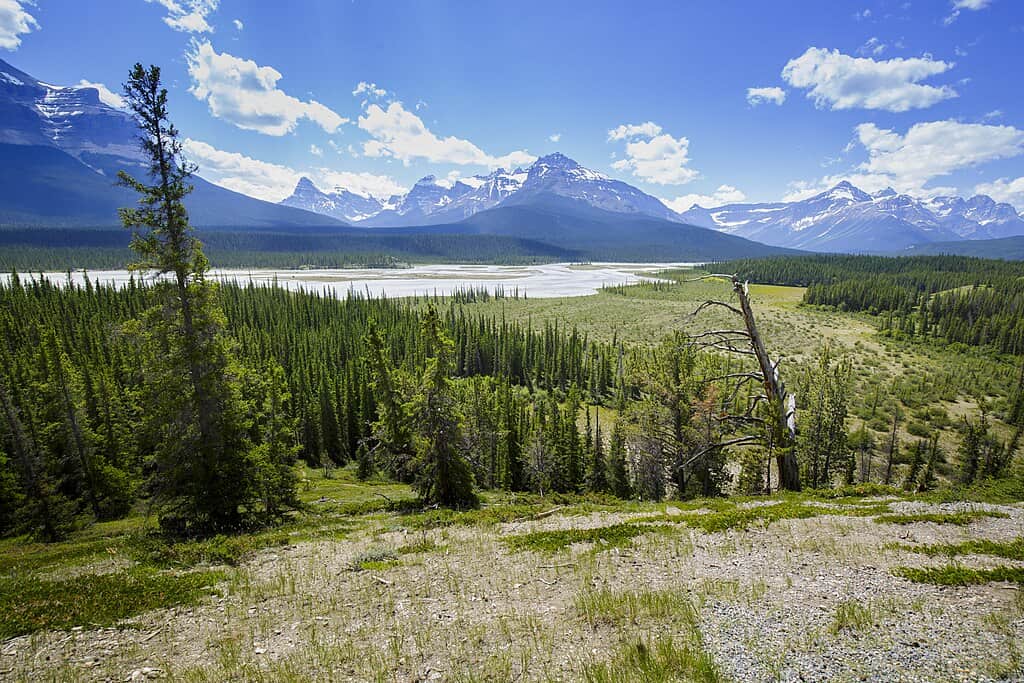 <p>Set out on a breathtaking journey along the Icefields Parkway in Canada, where you’ll be surrounded by majestic mountain peaks, turquoise lakes, and ancient glaciers. Drive through Banff and Jasper National Parks, stopping to marvel at iconic landmarks like Athabasca Falls, Peyto Lake, and the Columbia Icefield.</p> <p>Treat yourself to Canadian delicacies such as poutine, maple syrup-infused dishes, and Alberta beef steaks at rustic mountain lodges and cozy cafes along the route. The best time to experience this scenic drive is from late spring to early fall when the road is fully open, and the landscapes are alive with vibrant colors.</p>