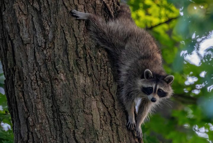 Debunking 15 Common Myths About Raccoons