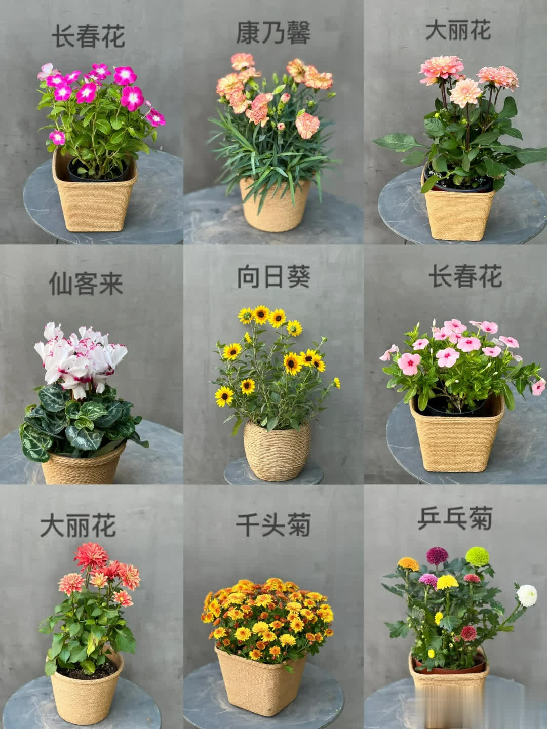 11种花建议“小盆养”，花盆越大，越易出“废品”