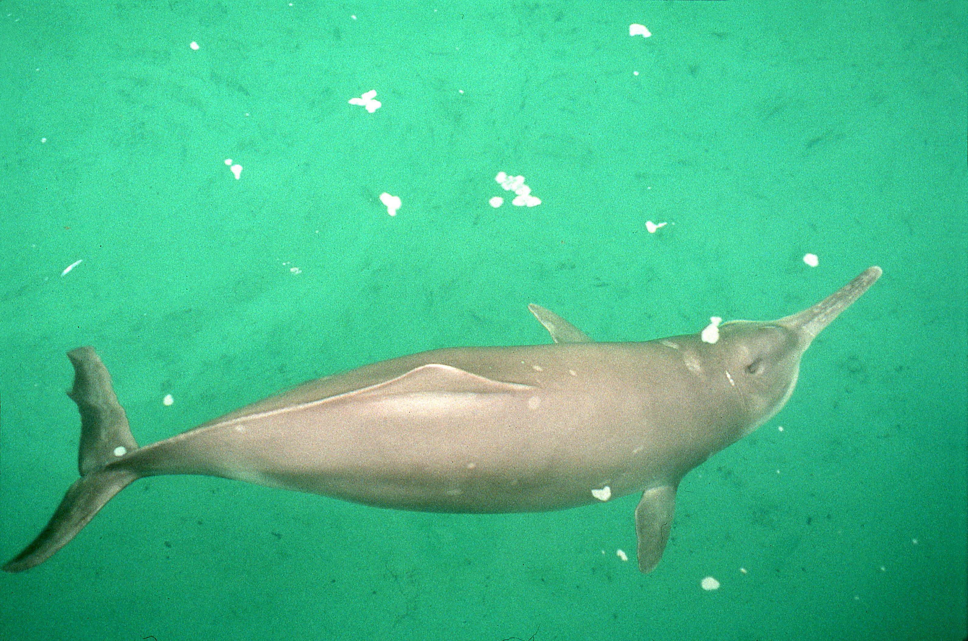 <p>Known as the Yangtze river dolphin, or the Chinese lake dolphin, the Baiji was <a href="https://us.whales.org/whales-dolphins/species-guide/baiji">declared functionally extinct</a> in 2007. This was announced after a dedicated six-week expedition in 2006 failed to find a single Baiji in its native waters. Industrialization along the Yangtze River, coupled with <a href="https://www.nhm.ac.uk/discover/baiji-why-this-extinct-river-dolphin-still-matters.html">overfishing and pollution</a>, led to its decline. The construction of dams and increased boat traffic also further impacted their habitat. </p>
