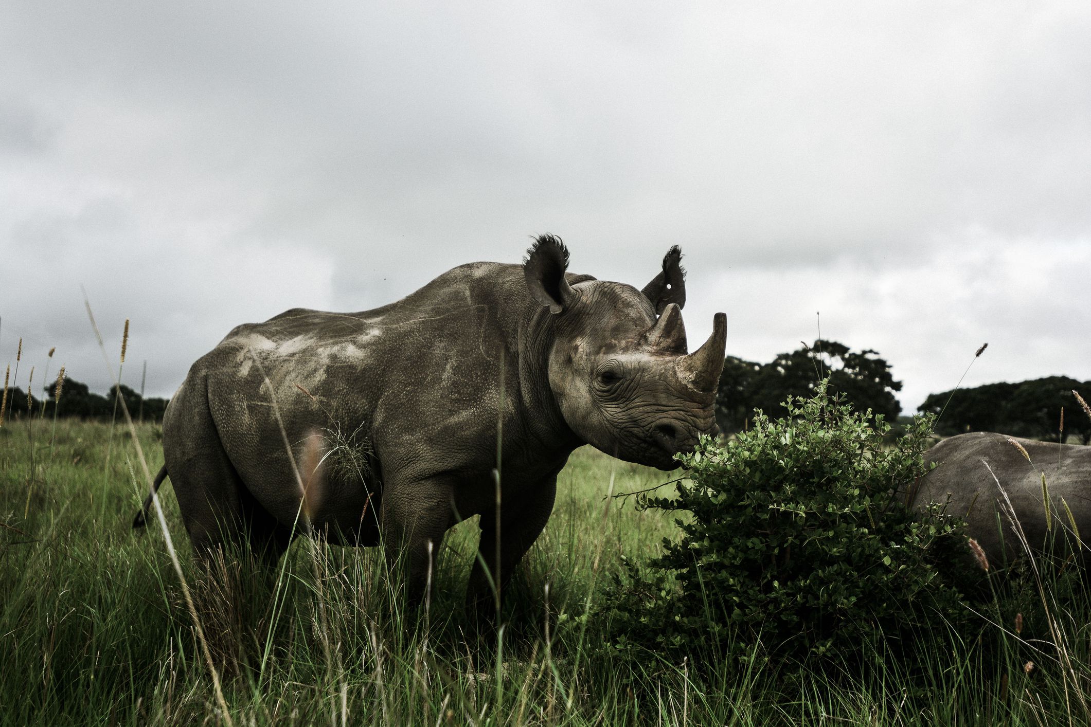 <p>Declared extinct in 2011, the Western Black Rhino was a victim of <a href="https://www.scientificamerican.com/blog/extinction-countdown/how-the-western-black-rhino-went-extinct/">rampant poaching</a> and habitat loss. Its horns, which were highly valued in traditional medicine and for ornamental or decorative purposes, were highly sought after by hunters and collectors. Despite extensive conservation efforts in their native Africa, their population continued to decline. By 1990, <a href="https://www.worldwildlife.org/species/black-rhino">96% of all Black Rhinos</a> had been wiped out. </p>