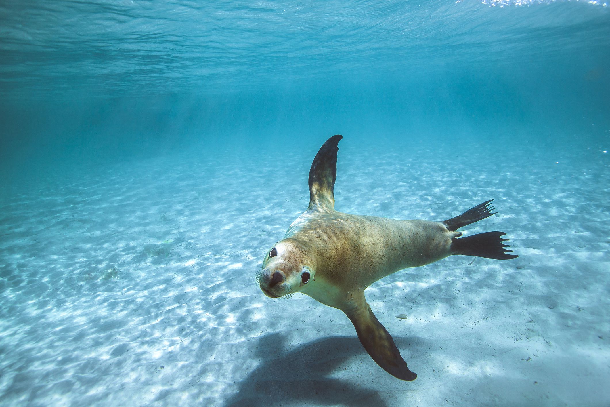 <p>The Caribbean Monk Seal was declared extinct in 2008 due to <a href="https://www.marinebio.org/caribbean-monk-seals-declared-extinct/#google_vignette">overhunting and habitat loss</a>. They were hunted extensively for their skin and blubber, which could be used to make cooking and heating oil as well as clothing. <a href="https://seahistory.org/sea-history-for-kids/caribbean-monk-seal/">Human activities</a> also destroyed their coastal habitats by leaving them with fewer places to rest and breed. The depletion of their food sources due to overfishing further contributed to their decline.</p>