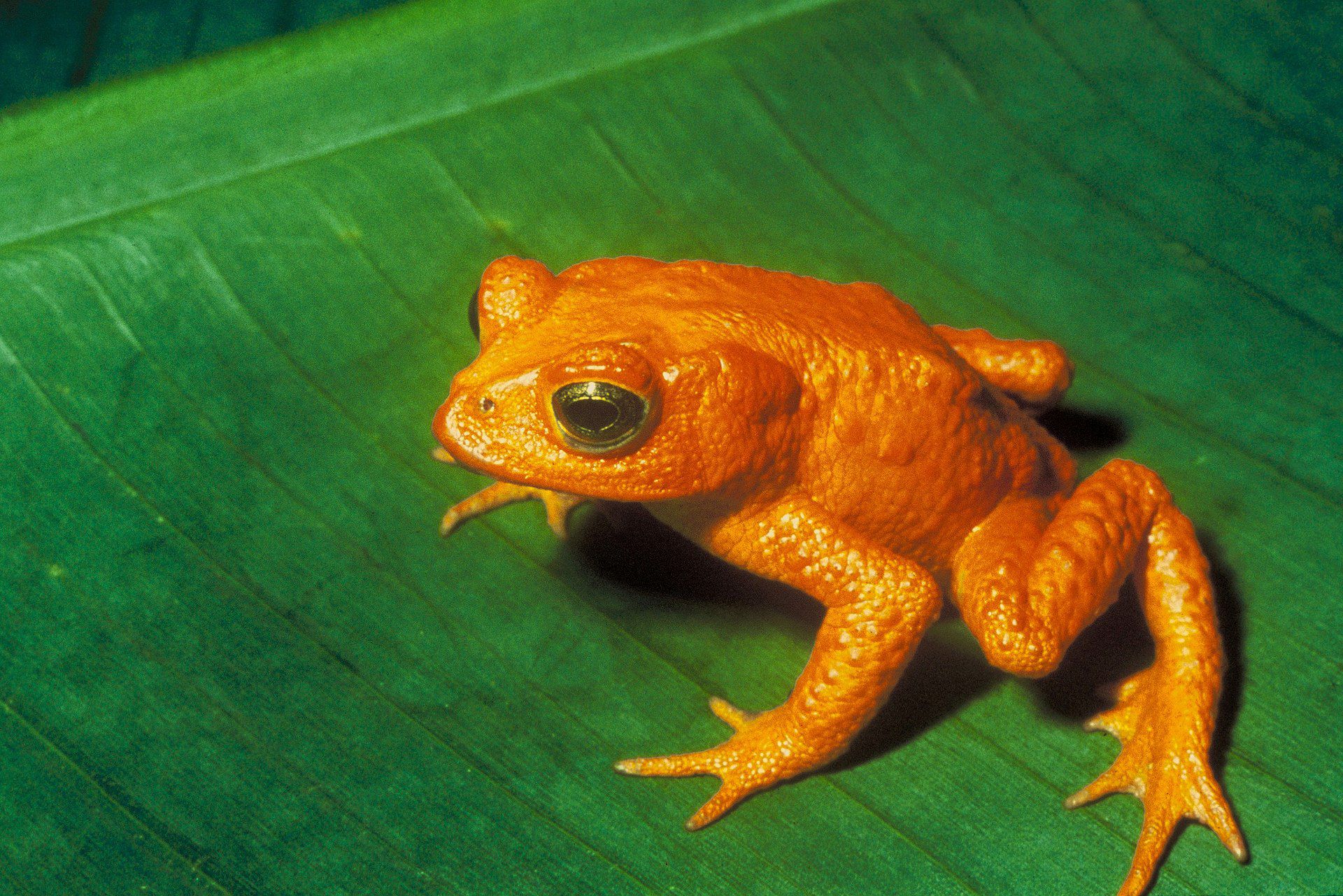 <p>The Golden Toad was last seen in 1989 and is <a href="https://www.ifaw.org/animals/golden-toads">now considered extinct</a>. Climate change, habitat loss, and pollution contributed to their decline. The drying of their breeding pools due to changing weather patterns was a significant factor that <a href="https://www.rainforesttrust.org/our-impact/rainforest-news/thirty-years-after-the-last-golden-toad-sighting-what-have-we-learned/">led to their demise.</a> The extinction of the Golden Toad highlights the severe impacts of climate change on amphibian populations and the urgent need for environmental protection.</p><p><i>This article was produced and syndicated by <a href="https://mediafeed.org/">MediaFeed.</a></i></p>