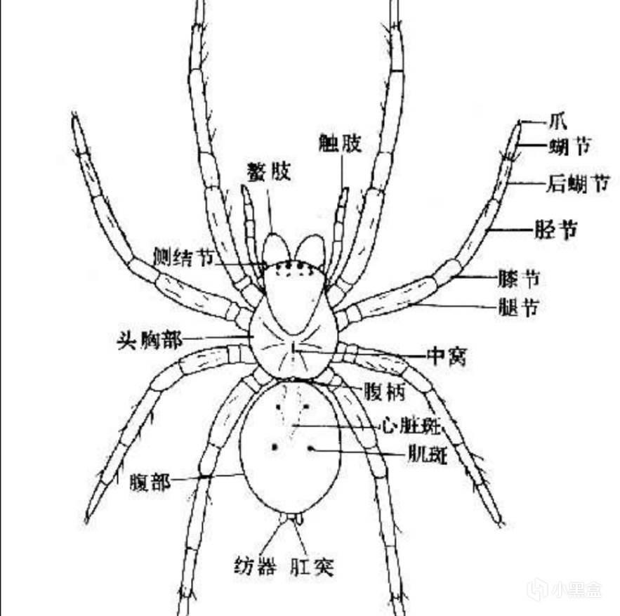 海蜘蛛用5亿年亲身证明一个道理：「只要足够废物，就没天敌」