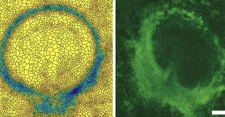 A side-by-side comparision of a computer simulation (left) and a living chick embyo displaying the desired circular short-time attractor. Credit: UC San Diego