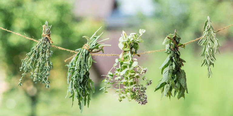 How to Dry Herbs from the Garden in Four Easy Methods