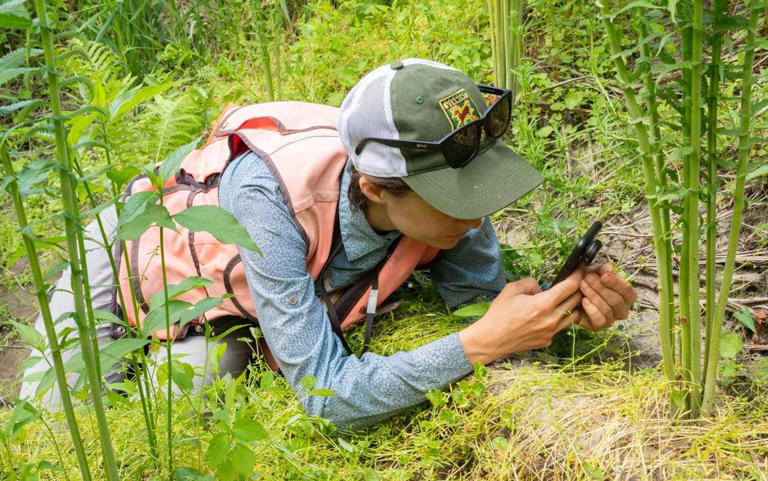 Rare plant species, thought extinct, rediscovered in Vermont