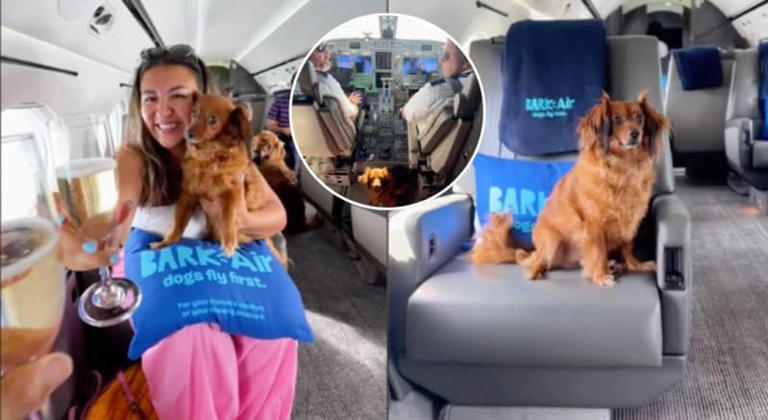 Inside luxury airline for dogs where you can fly with your pet - but it'll cost you