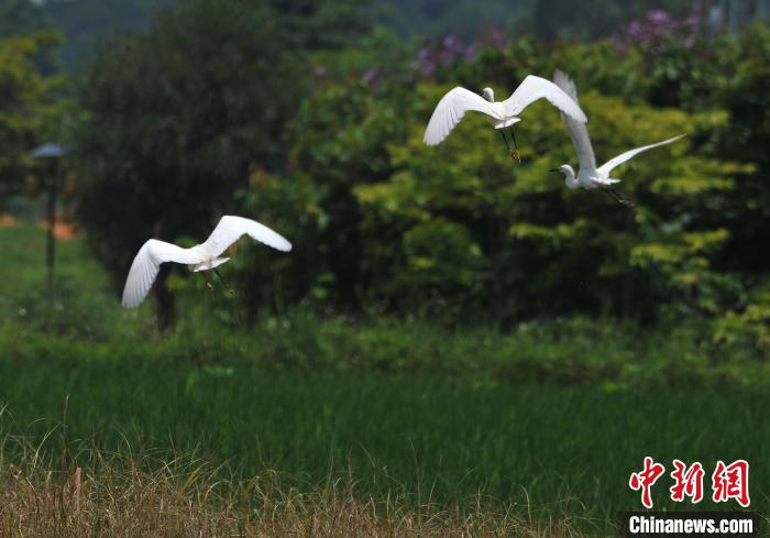 广西南宁：顶蛳山前白鹭飞