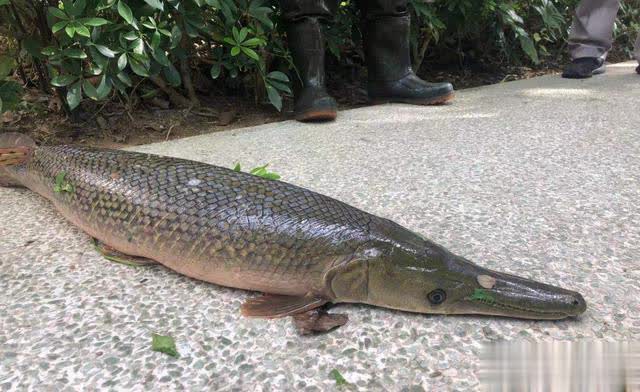 鳄雀鳝敢撒野？看黑鱼如何教训它，几个回合下来战斗结束