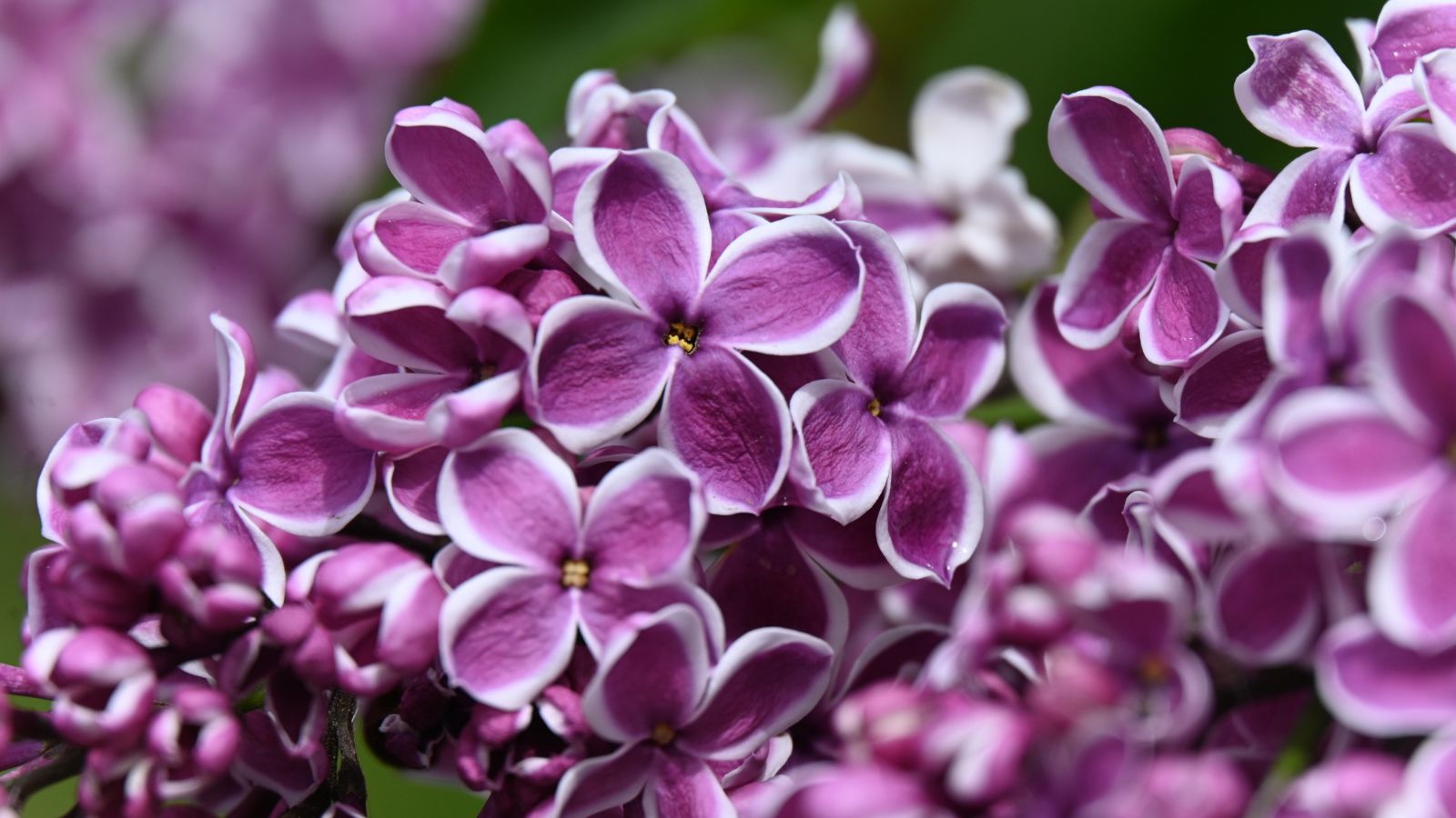 18 Fragrant Flowers That Will Make Your Garden Smell Amazing