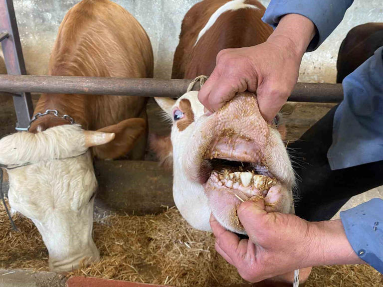 Büyükbaş kurbanlıklarda 'kapak atma' konusuna dikkat