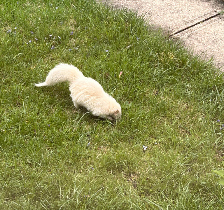 Rare albino skunk captures attention of Bexley community