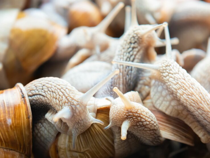 Schnecken im Gemüsegarten? Diese Flocken sind besser als Schneckenkorn
