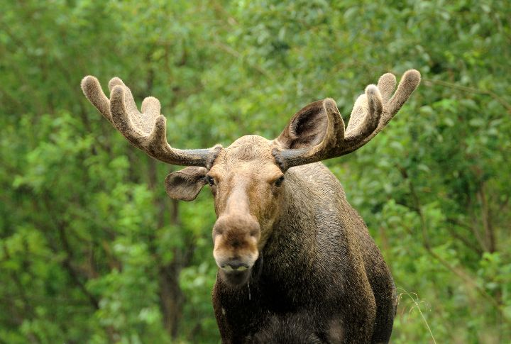 15 Common Myths About North American Moose Debunked