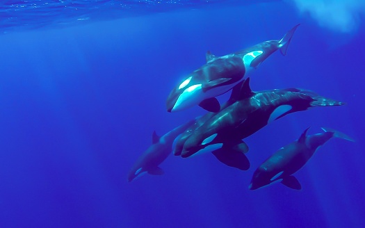 We Finally Know Why Killer Whales Have Been Attacking Boats