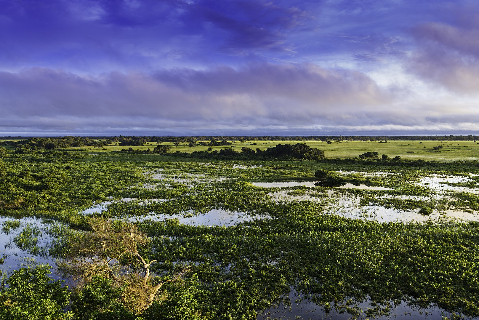 <p>Tourists flock to the Amazon to see Brazilian wildlife, but they should be flocking to the flooded grasslands of Pantanal, where you're all but guaranteed to see a jaguar—not to mention giant river otters, tapirs, Toco toucans, and so much more.</p>