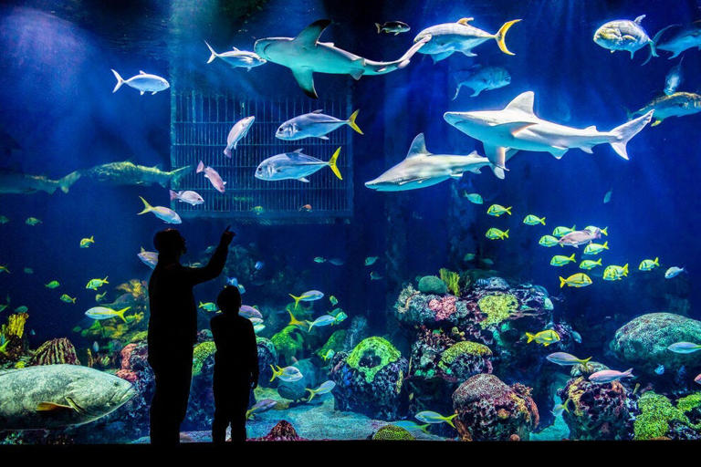 Wonders of Wildlife National Museum & Aquarium wins Best Aquarium for fourth year in a row