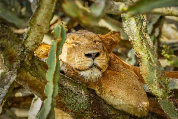 <p>Discover the fascinating behavior of Uganda’s tree-climbing lions in Queen Elizabeth National Park. Let’s learn why these lions choose to sleep in trees, a unique adaptation not commonly seen in other lion populations around the world.</p>              Sharks, lions, tigers, as well as all about cats & dogs!           <a href='https://www.msn.com/en-us/channel/source/Animals%20Around%20The%20Globe%20US/sr-vid-ryujycftmyx7d7tmb5trkya28raxe6r56iuty5739ky2rf5d5wws?ocid=anaheim-ntp-following&cvid=1ff21e393be1475a8b3dd9a83a86b8df&ei=10'>           Click here to get to the Animals Around The Globe profile page</a><b> and hit "Follow" to never miss out.</b>