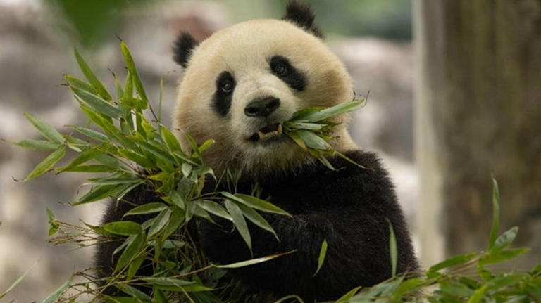 Here Come The Pandas: What We Know About 2 New Giant Pandas Arriving At