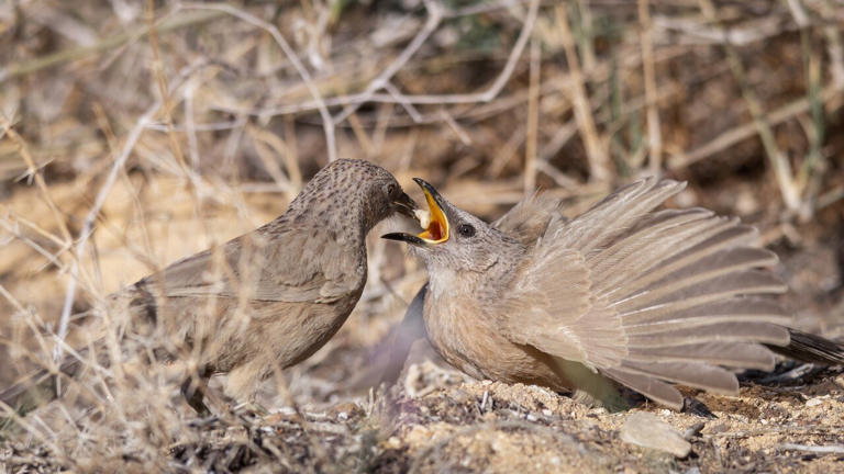 Living fast, dying young: Study reveals impact of habitat disturbance ...