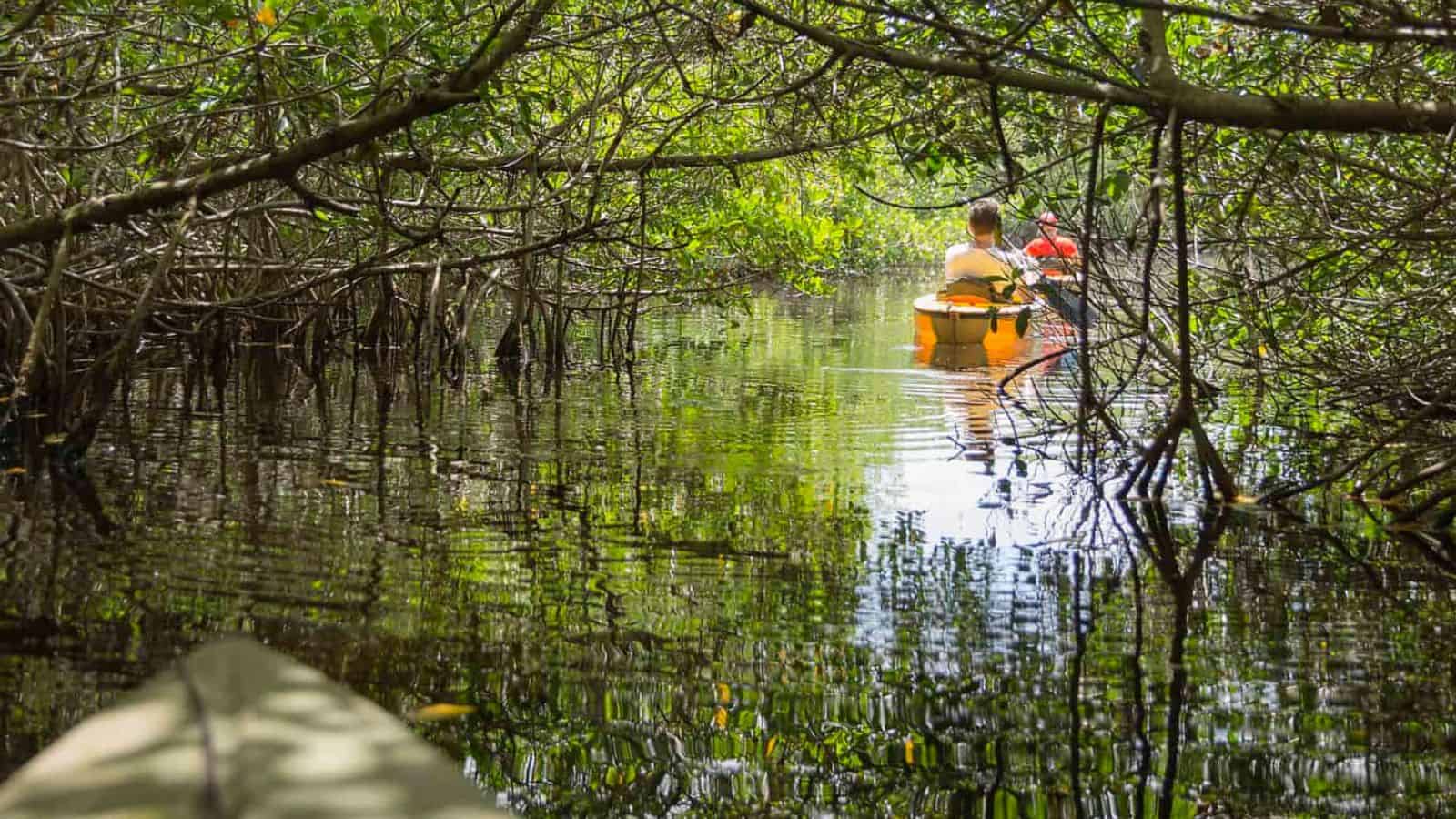 <p>We highly recommend kayaking in the Everglades National Park for a truly unique outdoor adventure. With over 1.5 million acres of wetlands, this park is home to a diverse abundance of wildlife, including alligators, manatees, and a variety of bird species.</p> <p>Paddling through the park’s mangrove tunnels is an unforgettable experience and a great way to get up close and personal with nature. If you’re an outdoor enthusiast, you’ll love exploring the park’s many water trails and fishing opportunities.</p> <p>Just remember to respect the park’s fragile ecosystem and follow all safety guidelines when kayaking in alligator territory.</p>