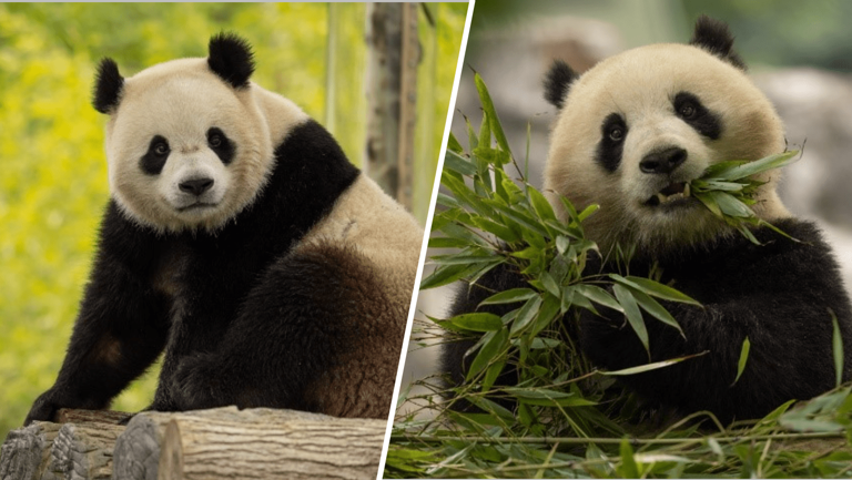 Pandas to return to DC's National Zoo