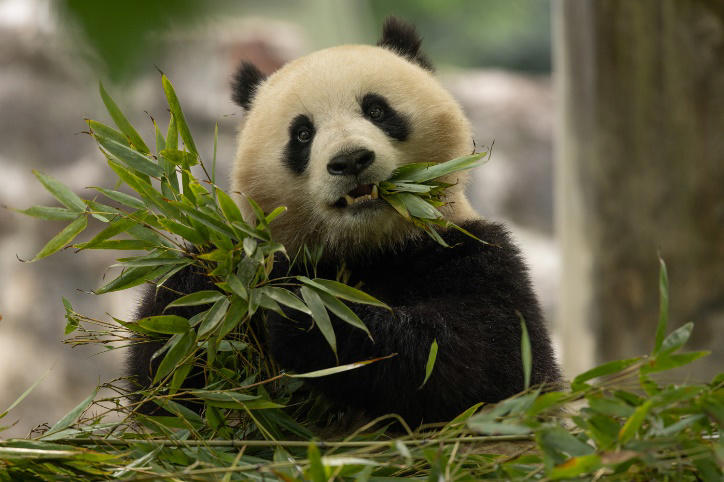 Excitement brews over 2 new giant pandas coming to DC