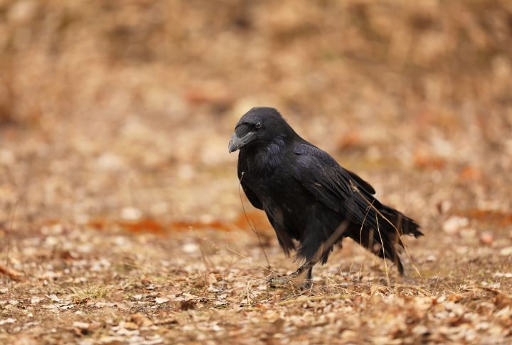 Debunking 15 Myths About Crows