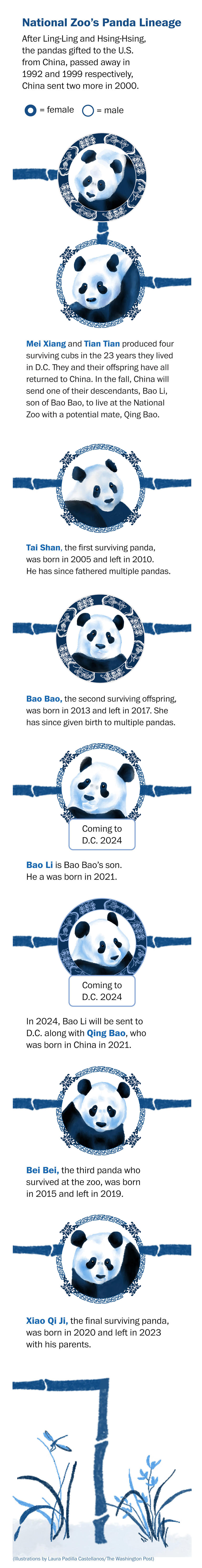 Giant pandas are returning to D.C.’s National Zoo. Meet Bao Li and Qing