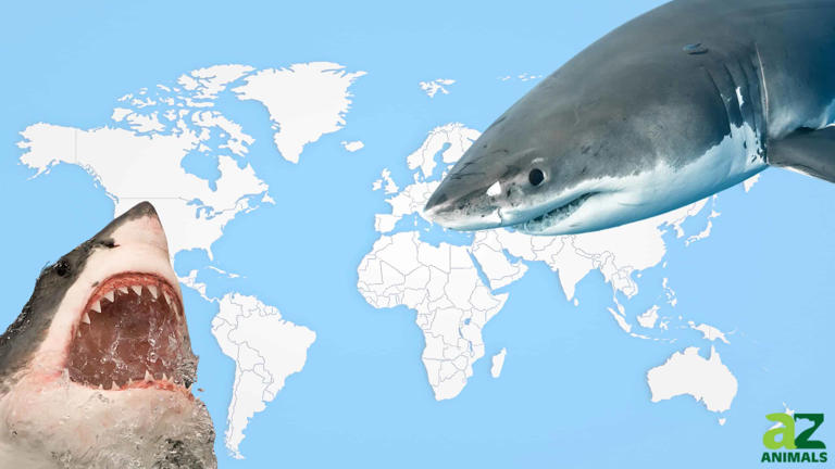 Where Do Great White Sharks Live? Explore Their Habitat and Range in